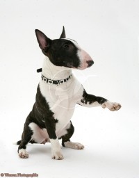 14158-english-bull-terrier-sitting-giving-a-paw-white-background.jpg